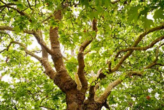 Old Oak tree