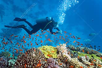Diver on the coral reef