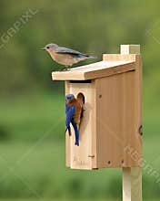 Eastern Bluebird Pair Selecting A Nest Box