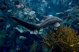 Eel