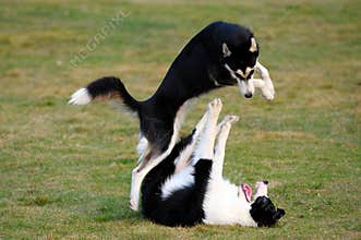 Dogs playing
