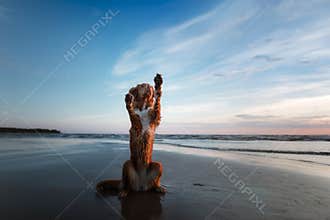 The dog gives his paw. A pet on the sea, a vacation and a healthy lifestyle