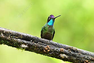 Admirable Hummingbird or Talamanca Hummingbird Eugenes spectabi