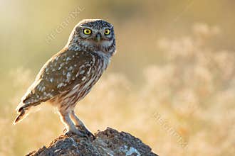 The little owl Athene noctua standing on a rock on a colorful background
