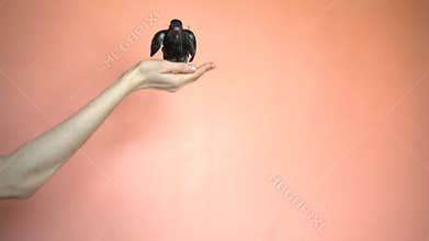 A Bird on the Man`s Arm is Waving his Wings.