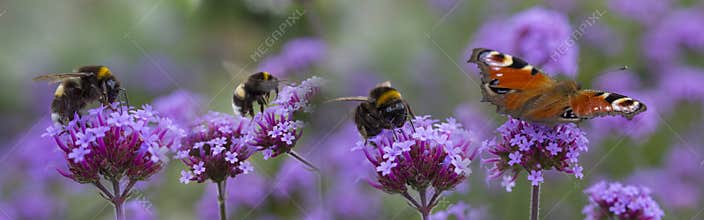 Bumblebees and butterfly on the garden flower