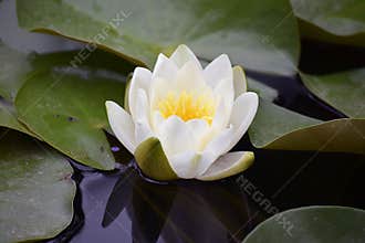 Beautiful colorful water lilly in my garden pond