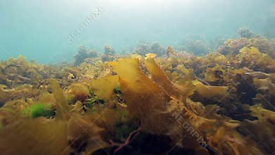 Seaweed underwater on seabed of Barents Sea.