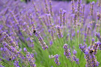 Pretty English Lavender Plants and Flowers Blowing in Wind in Corbett Oregon with Bumble Bees. Short focus with blurred backgroun