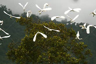 Birds in flight