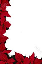 Poinsettia border