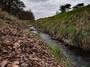 Stream in Phoenix Park, Dublin, Ireland in Autumn