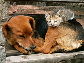 Cat and dog are friends who is the boss