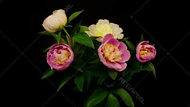 Peony flowers blooming