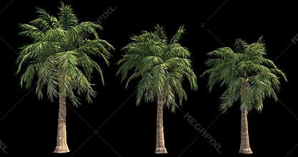 4k footage of windy palm for architectural visualization with cutout mask