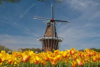 Windmill and Tulips