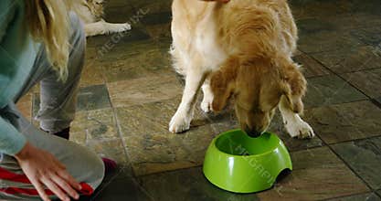 Woman feeding her dog at home 4k