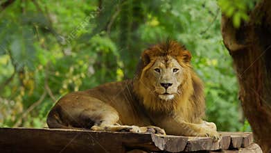 Male lion resting