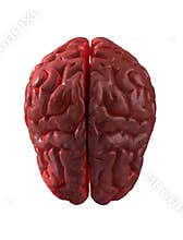 Human brain isolated