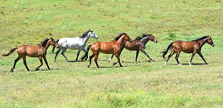 Herd of equines trotting together
