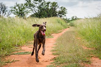 Pointer dog running along a jeep track