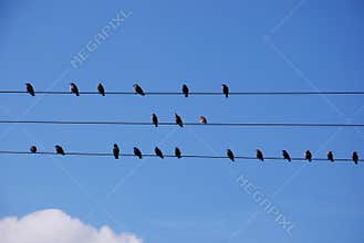 Birds on wire