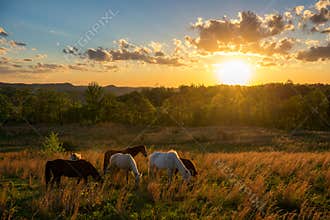 Free range horses, summer sunset, Kentucky
