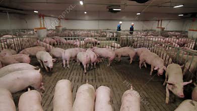 Pig farm workers examining pigs at a pig farm Intensive pig farming