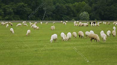 Sheep and cattle animals grazing in meadow, farming business in rural area