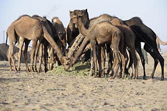 Camel eat leaf