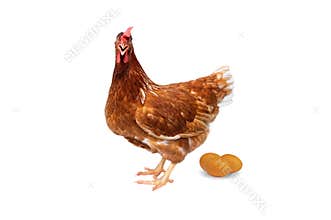 Brown hen with eggs isolated on white background, Chicken isolated on white