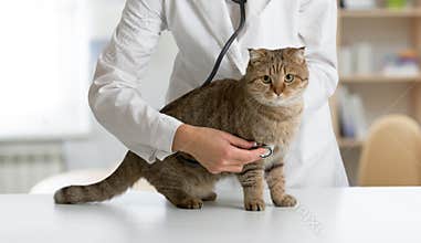 Cat on table in veterinarian clinic