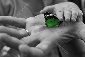 Baby hand caresses a butterfly on a man's hand