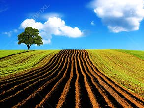 Agricultural landscape