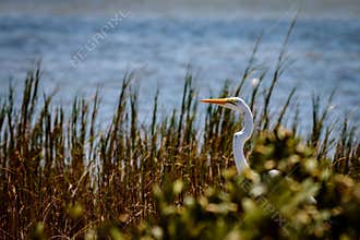 Great Egret in the Tall Grass in Port Aransas Texas