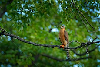 Juvenile Ovambo Sparrowhawk, Accipiter ovampensis, sitting on the branch in the forest. Birds of prey in the nature habitat, Okava