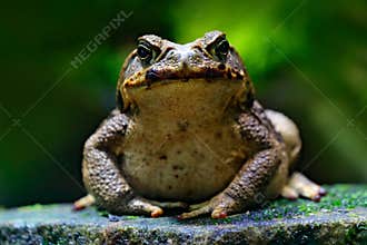 Cane toad, Rhinella marina, big frog from Costa Rica. Face portrait of large amphibian in the nature habitat. Animal in the tropic