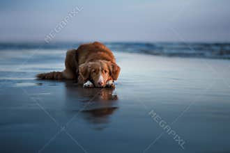 Dog lying on the beach, by the sea. Pet on vacation