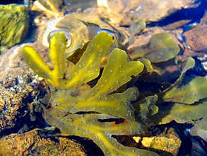 Seaweed
