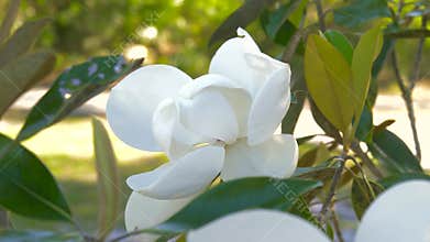 Magnolia flower blooming.