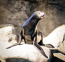 Seal looking out for food