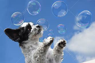 Cute little dog tries to catch soap bubbles