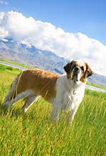 St. Bernard dog