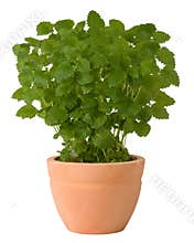 Lemon balm