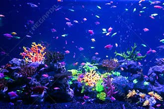 Underwater world fish Aquarium