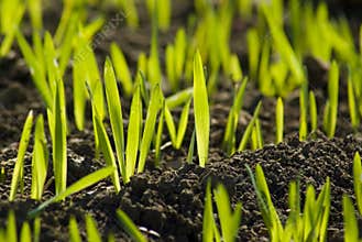 Green field grain growing