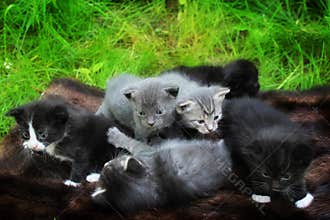 Little Kittens afraid to go out to your mat.
