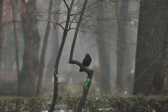 Black raven in the fog.