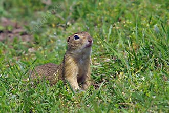 European ground squirrel. Green grass background