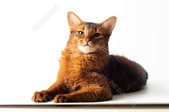 Somali cat ruddy color on white background